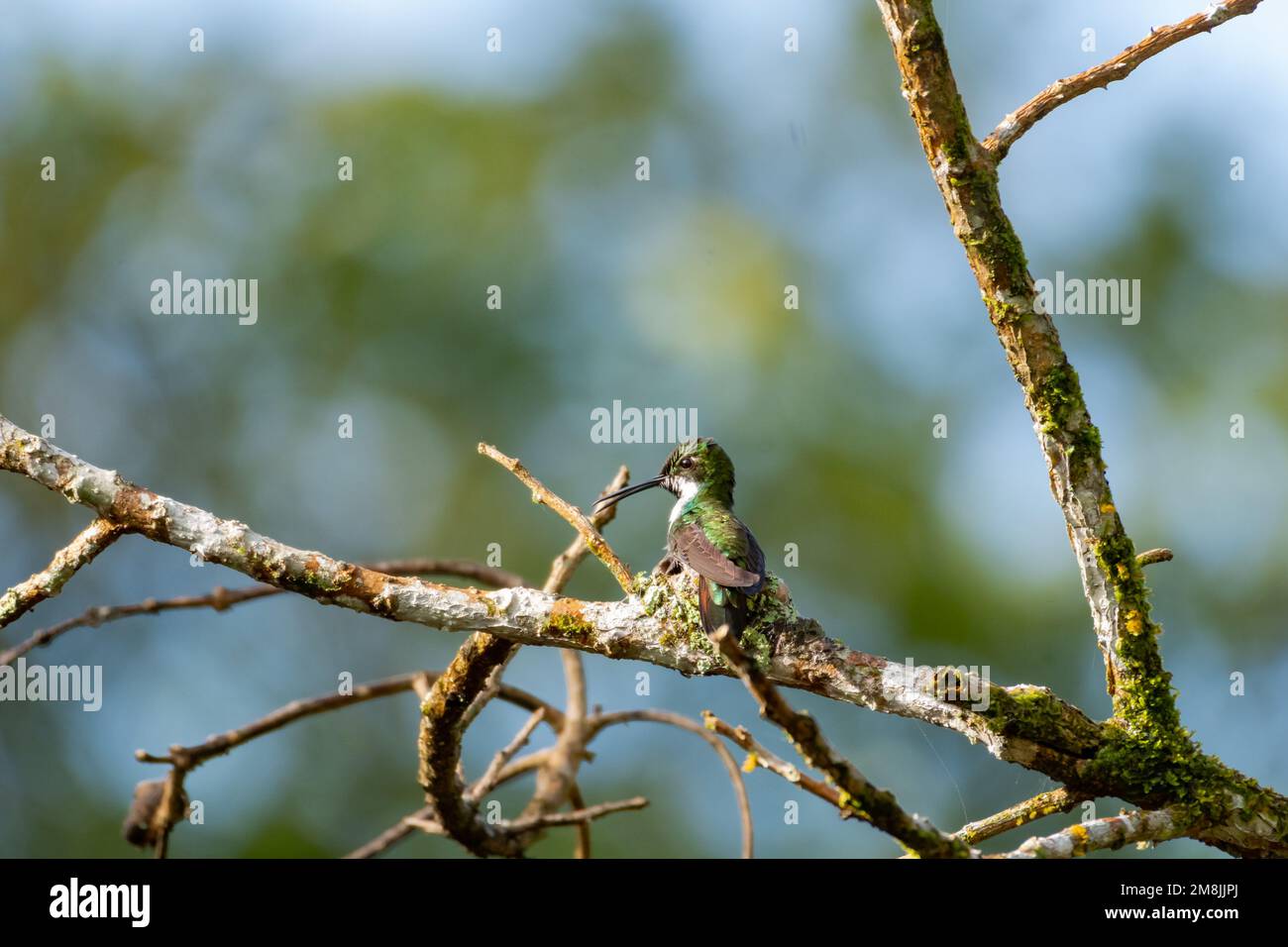 Black-throated mango hummingbird building chirping while sitting on her nest on the Caribbean island of Trinidad. Stock Photo