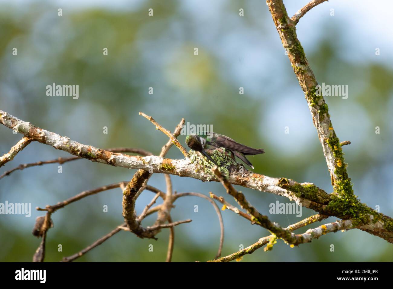 Black-throated mango hummingbird building a nest on a in the forest. Stock Photo