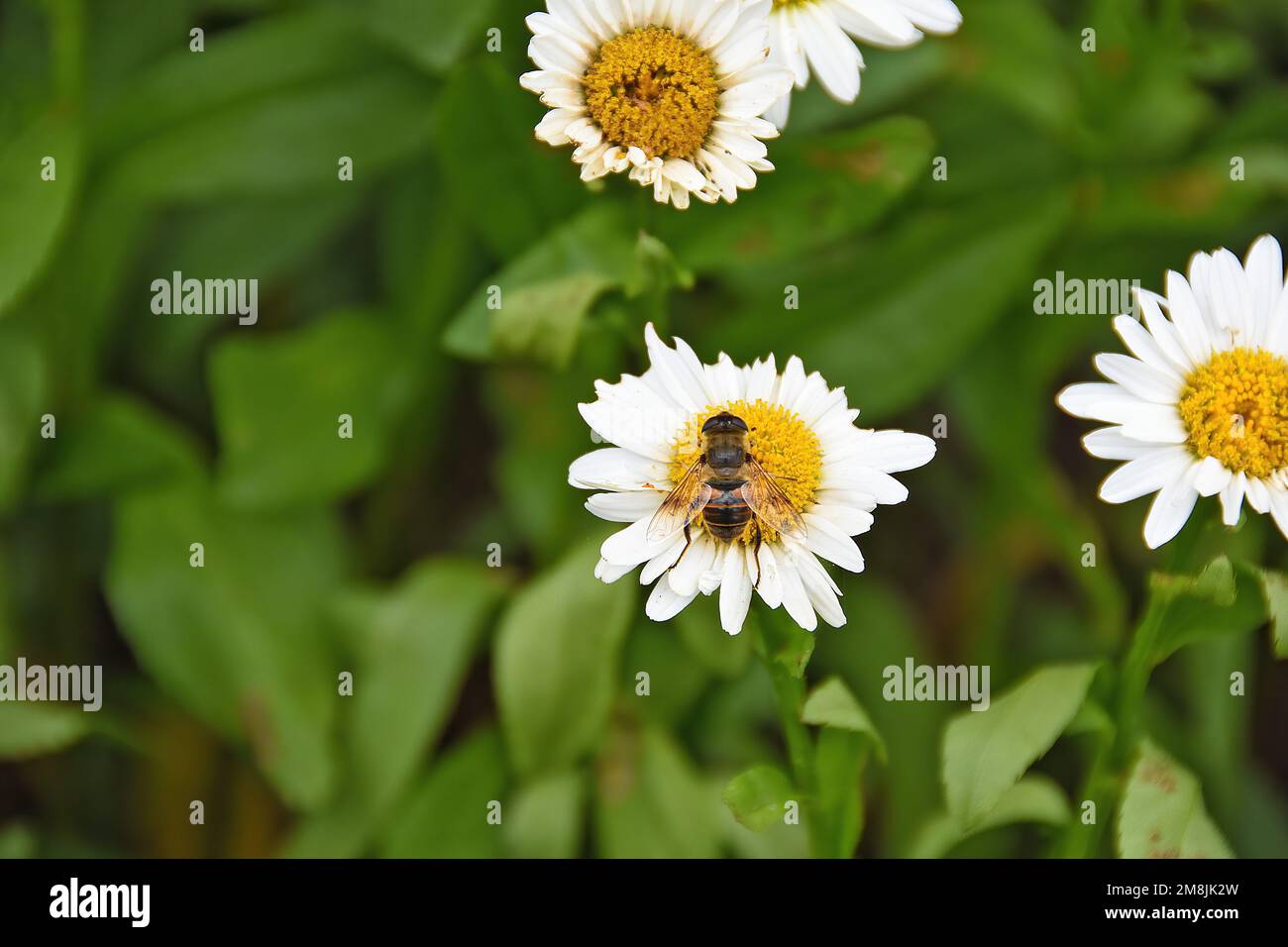 Close-up of a honey bee on a white daisy in a summer garden Stock Photo