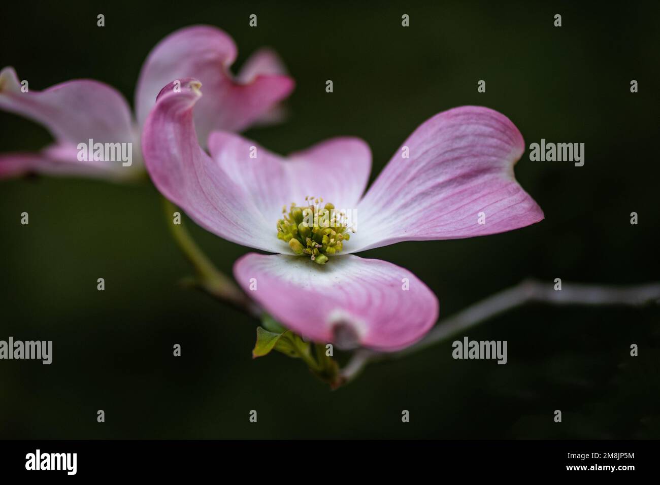 Dogwood flowers, pink. Spring concept against green bokeh background, viewed from the side, selective focus, highlighting the center and petals Stock Photo