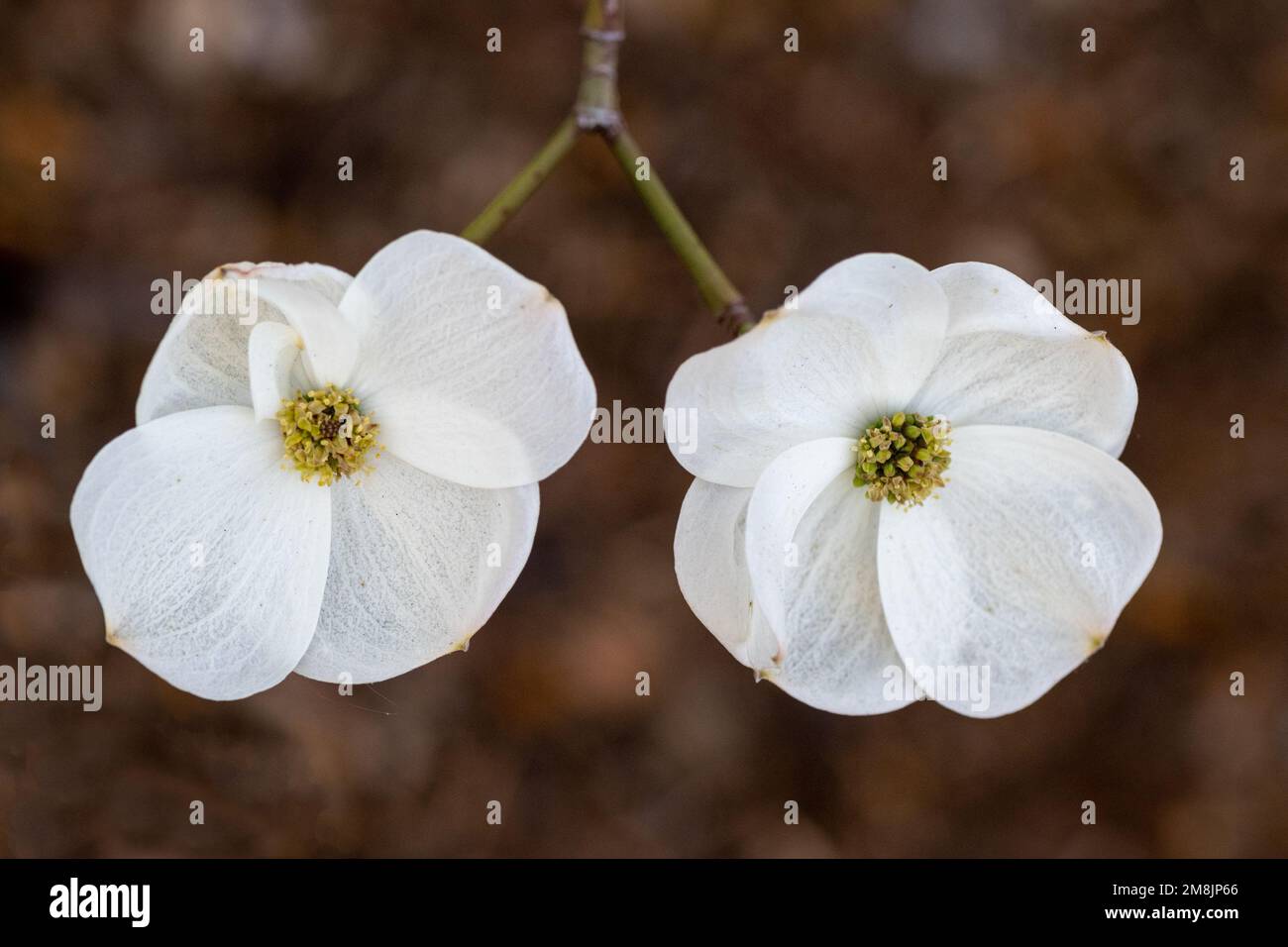 Two white dogwood flowers (genus Cornus) against brown backgound with  yellow and green center, viewed from above, on a forked twig- spring concept Stock Photo