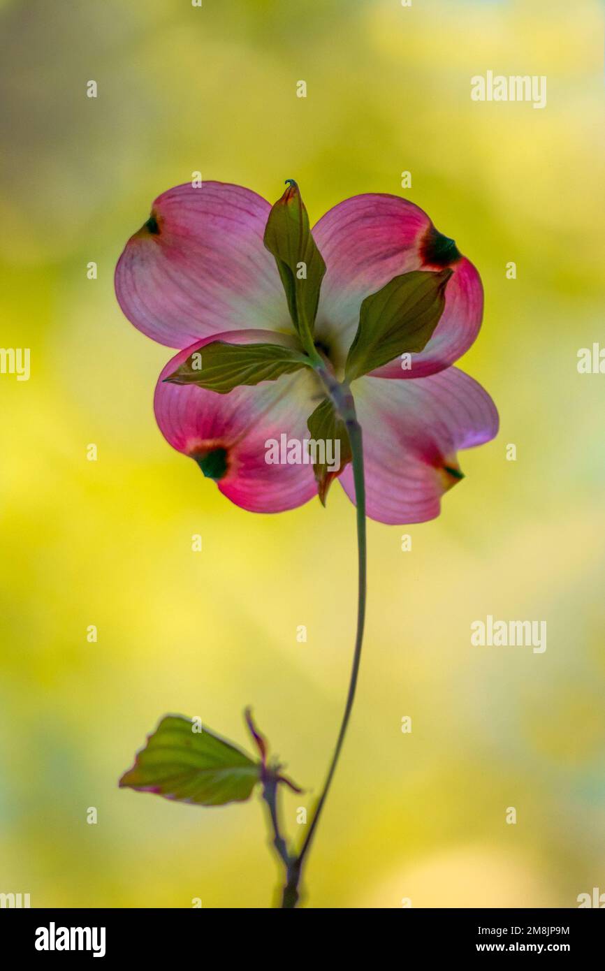 Pink dogwood flower (genus Cornus) backlit against yellow bokeh background, spring concept Stock Photo