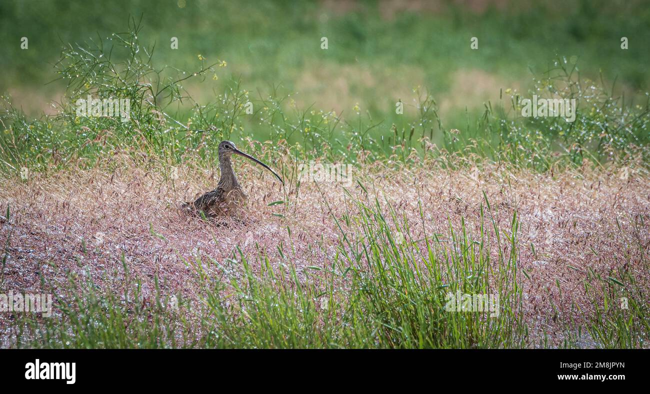 Bird in the brush near Hagerman Idaho Stock Photo
