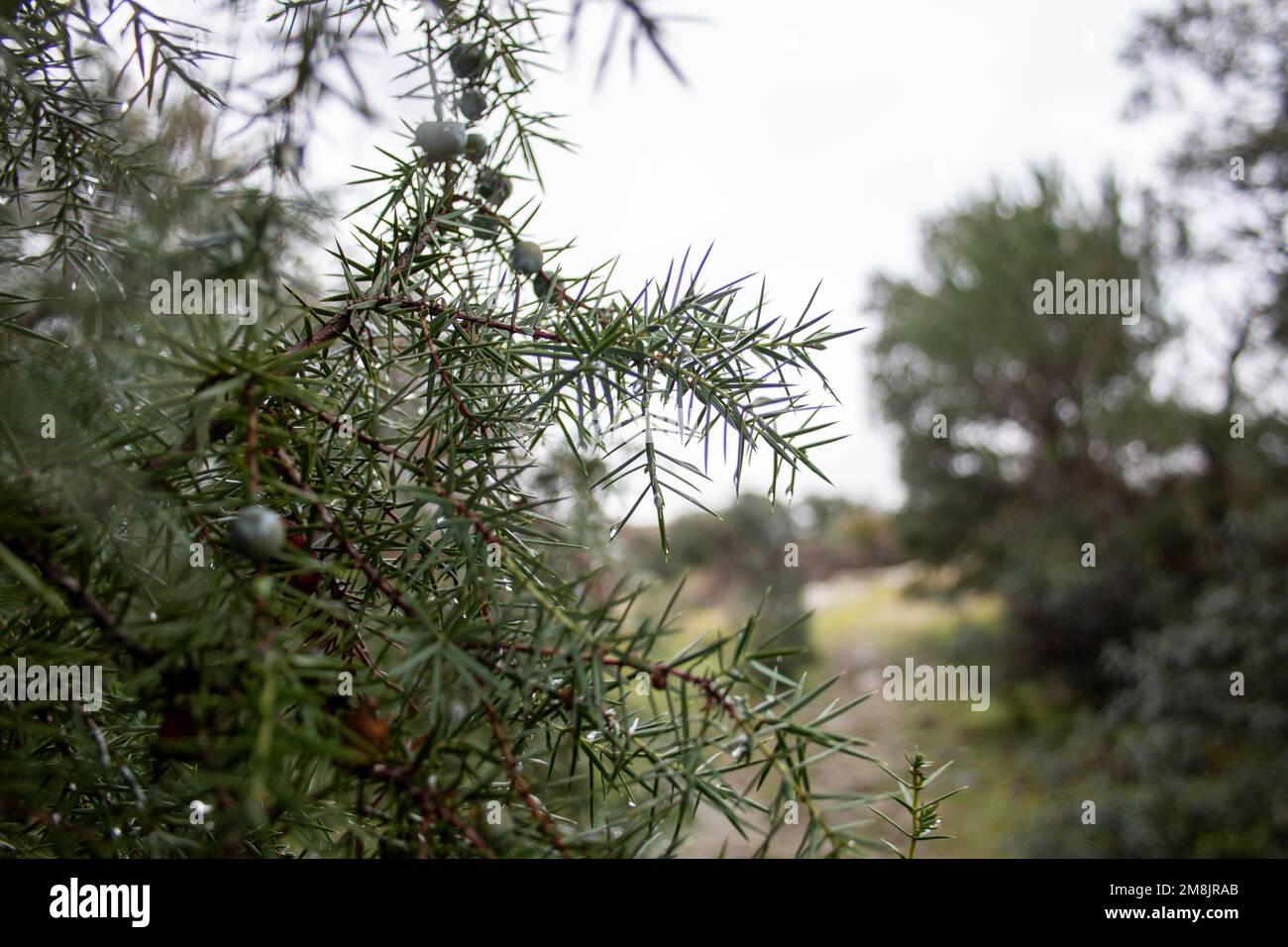 Juniper drops. Winter dewdrops on the branches and thorns of a juniper where you can also see its fruits also called berries. Juniperus communis Stock Photo