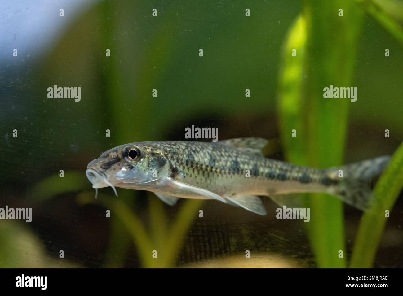 gudgeon swimming in the mid water Stock Photo