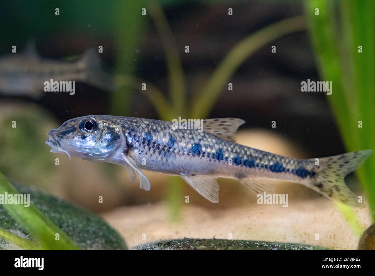 gudgeon swimming in the mid water Stock Photo