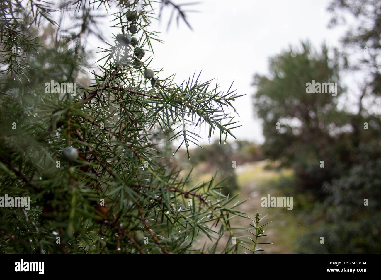 Juniper drops. Winter dewdrops on the branches and thorns of a juniper where you can also see its fruits also called berries. Juniperus communis Stock Photo