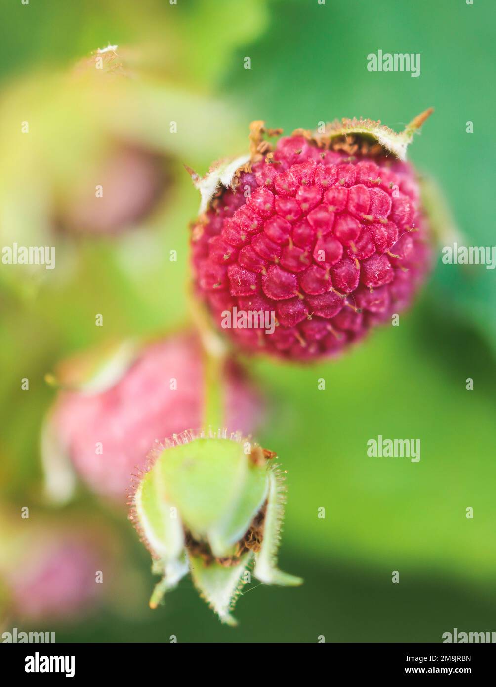Process of harvesting raspberry and picking berries and wild raspberries in the forest of