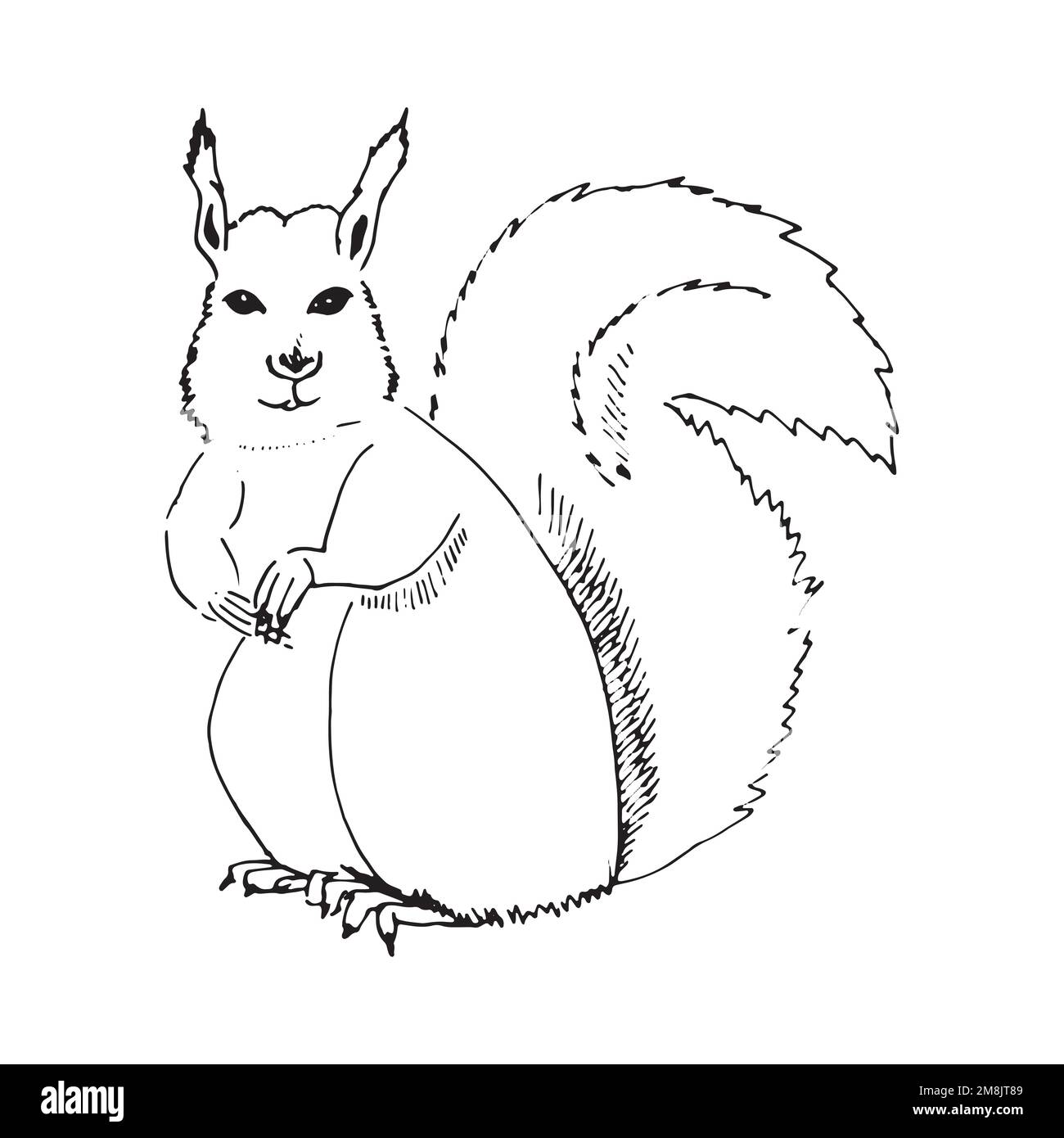 Cartoon squirrel sketch line drawing cute animals Stock Vector Image & Art  - Alamy