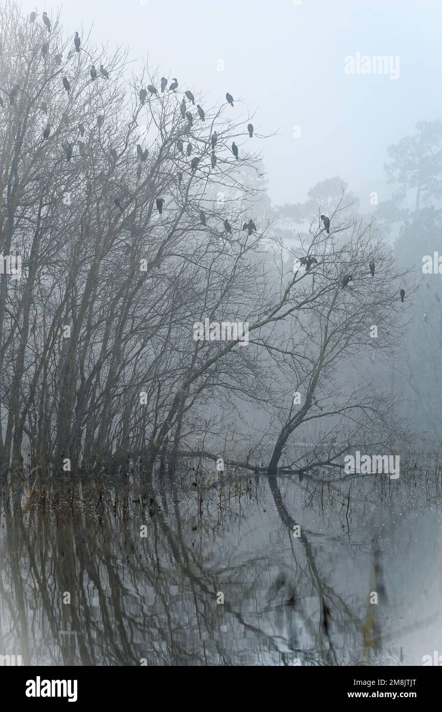 Mist drifts across the pond on a day in early January as birds gather in the trees. Stock Photo