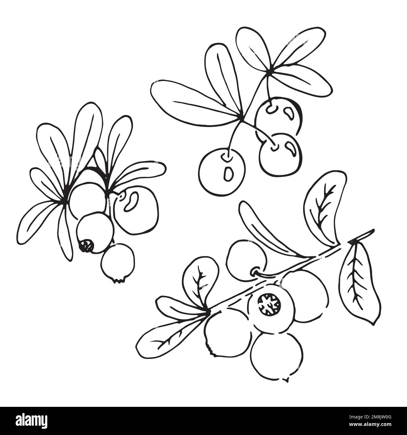Cranberry Clipart Black And White