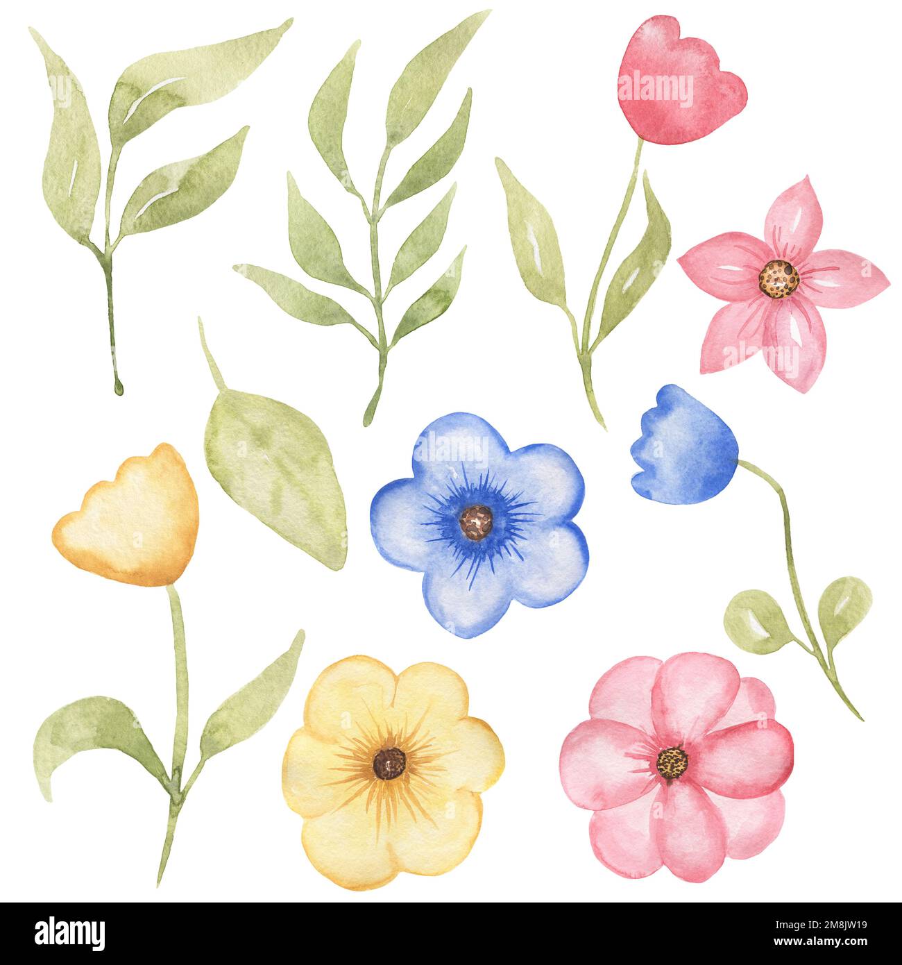 Delicate cute Flowers set, Wildflowers clipart, Watercolor hand drawn