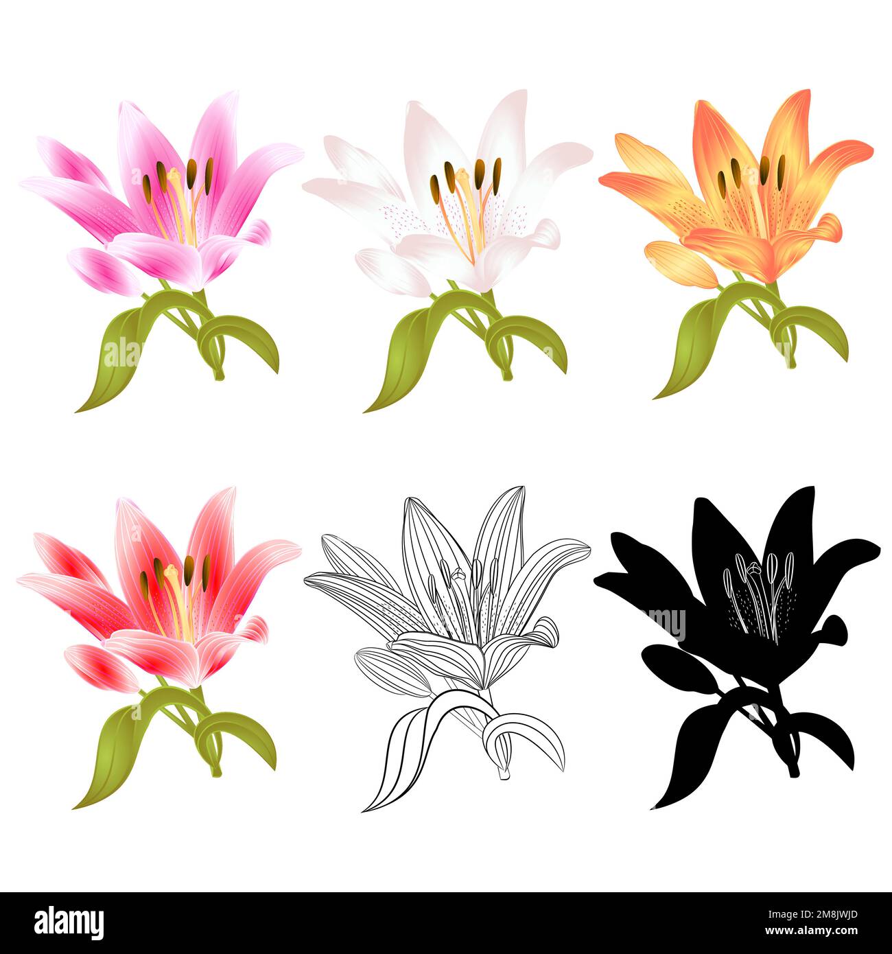 Stem Lily flower four pink white yellow red outline and silhouette ...