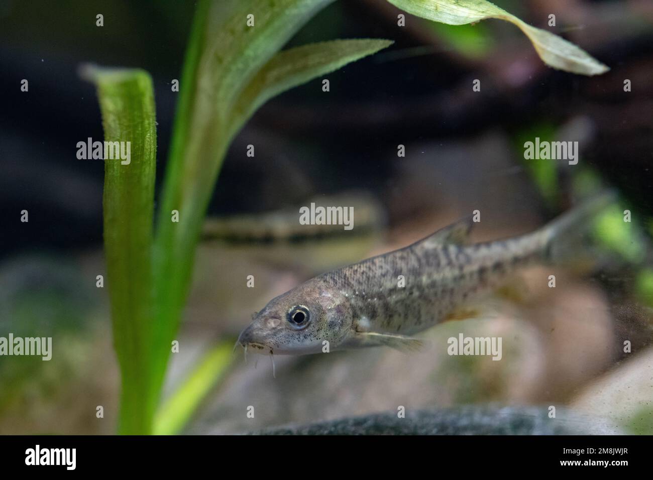 Barbel fish uk underwater hi-res stock photography and images - Alamy