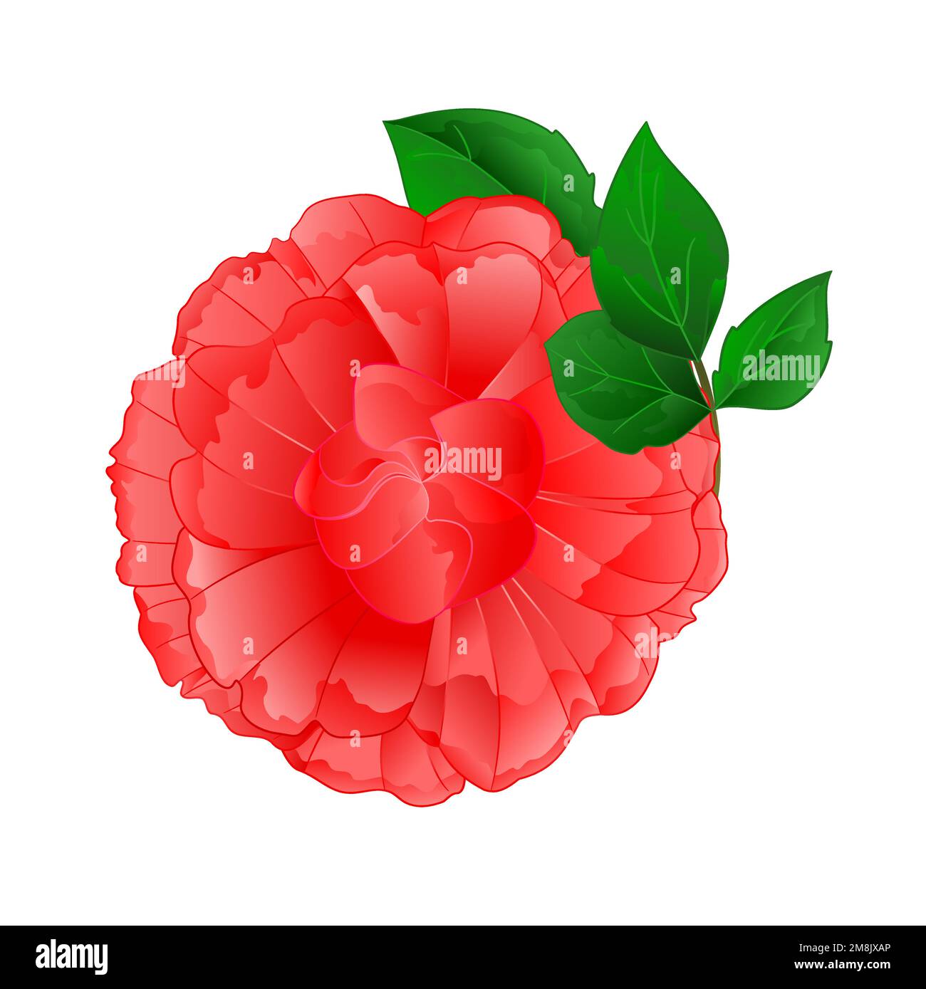 Rose pink stem and leaves on a white background vintage vector ...