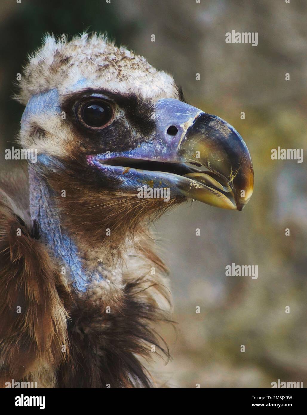 Black vulture at Burg Guttenberg Stock Photo