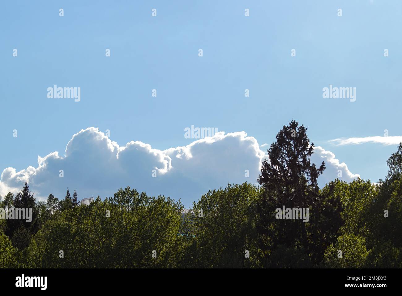 Low angle horizon trees hi-res stock photography and images - Alamy