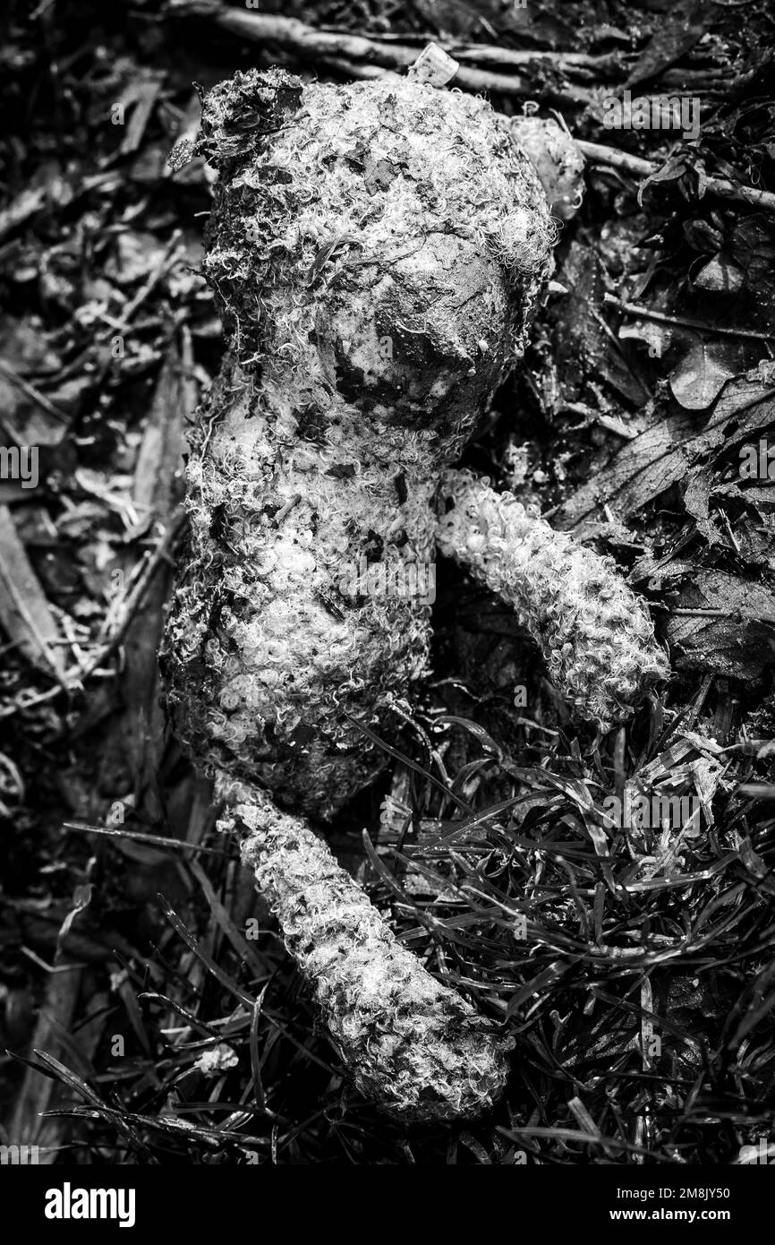 Child's Teddy bear washed up after a river flood. Lying down on a riverbank. Concepts - lonely, discarded, unloved, missed, dirty, washed up. B&W shot. Stock Photo