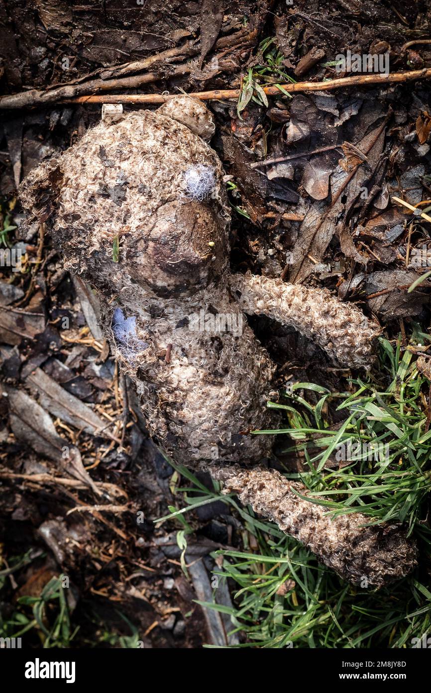 Child's Teddy bear washed up after a river flood. Lying down on a riverbank. Concepts - lonely, discarded, unloved, missed, dirty, washed up. Stock Photo