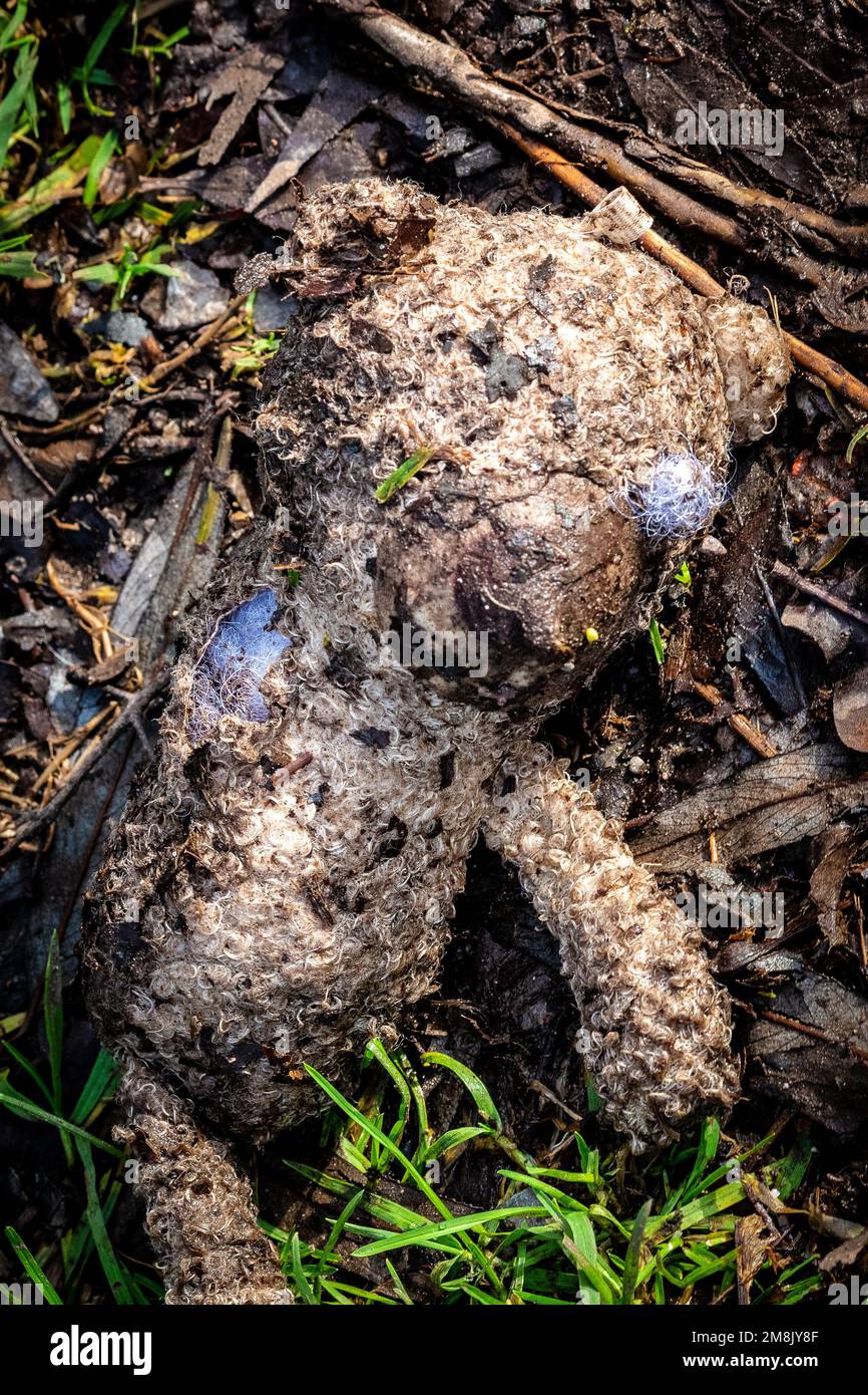 Child's Teddy bear washed up after a river flood. Lying down on a riverbank. Concepts - lonely, discarded, unloved, missed, dirty, washed up. Close up. Stock Photo