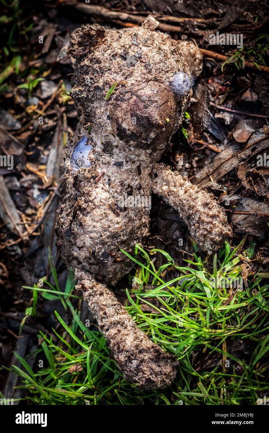 Child's Teddy bear washed up after a river flood. Lying down on a riverbank. Concepts - lonely, discarded, unloved, missed, dirty, washed up. Stock Photo
