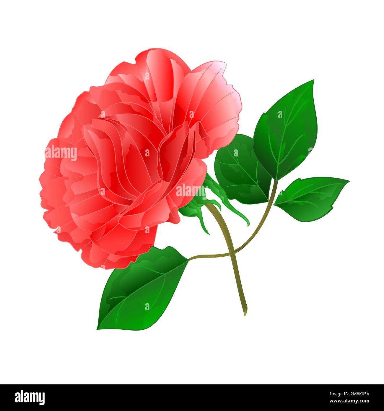 Rose pink stem and leaves on a white background vintage vector ...