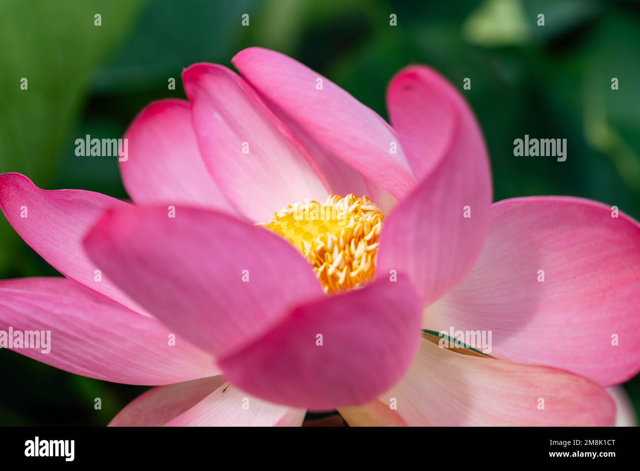 A pink lotus flower sways in the wind. Against the background of their green leaves. Lotus field on the lake in natural environment. Stock Photo