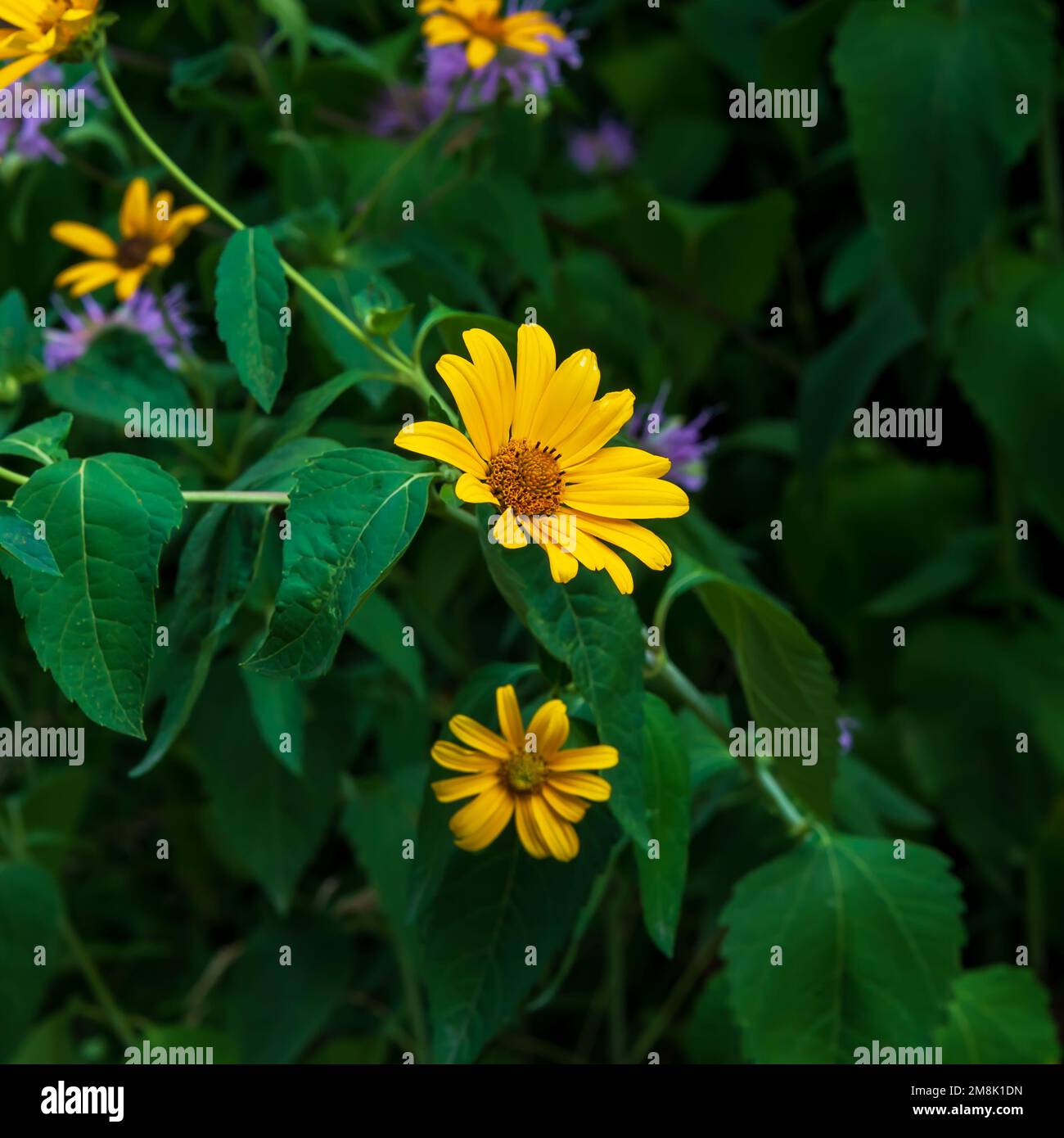 A yellow oxeye flower blooms in a meadow. Stock Photo