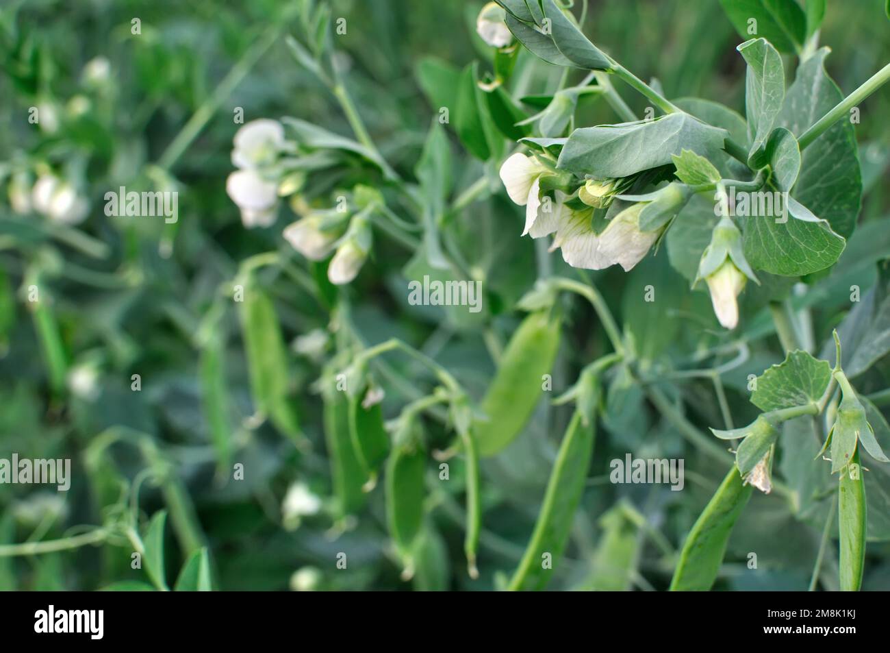 close-up of blooming garden pea in the vegetable garden Stock Photo