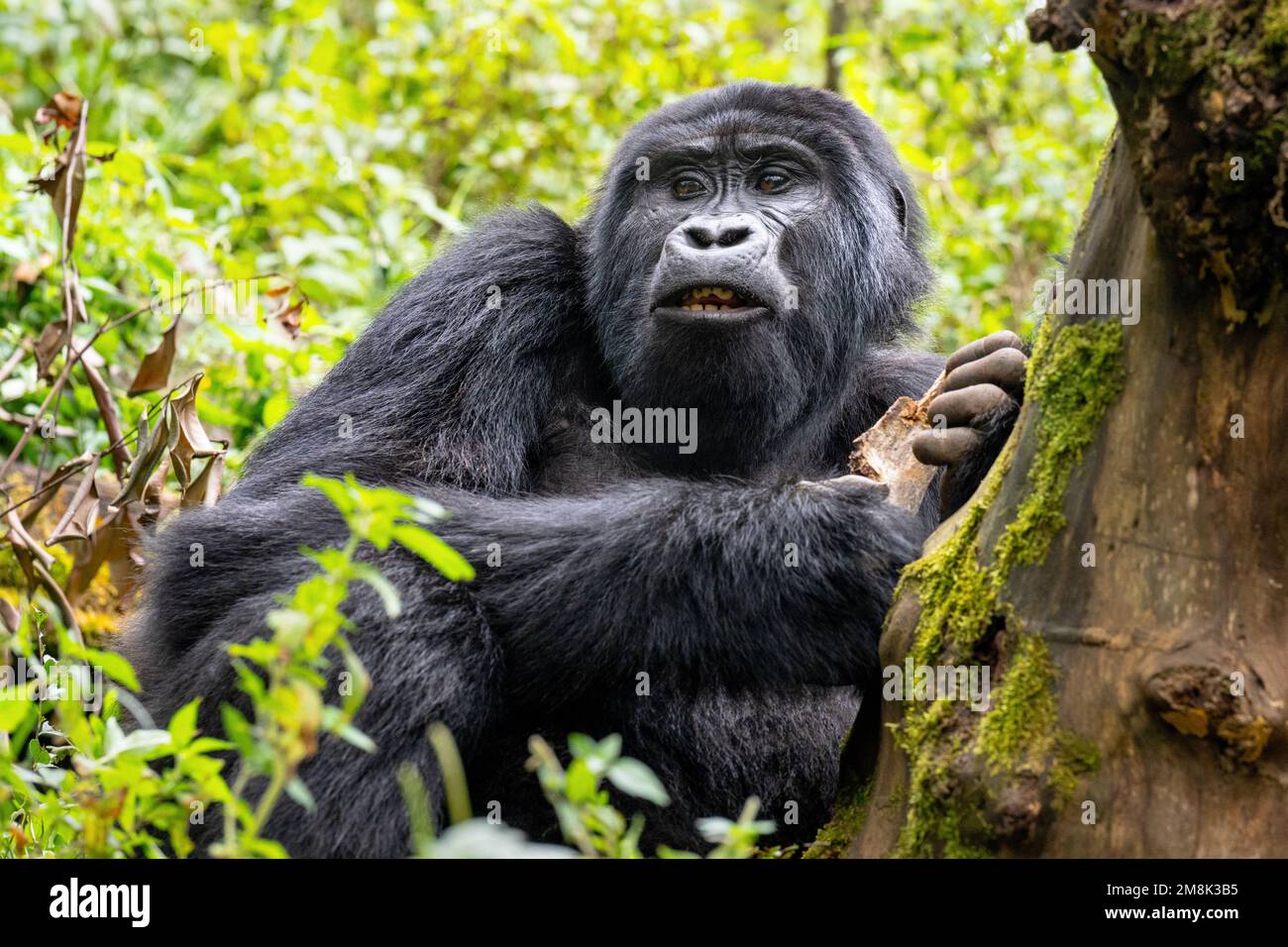 Portrait of a wild but habituated mountain gorilla in the Bwindi Impenetrable Forest National Park in south-western Uganda. Stock Photo