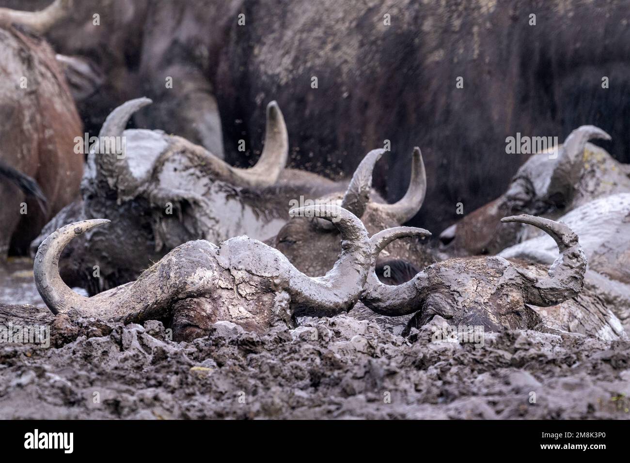 Wild buffalo wallowing in a mud pool in a National Park in Uganda, East Africa. Stock Photo