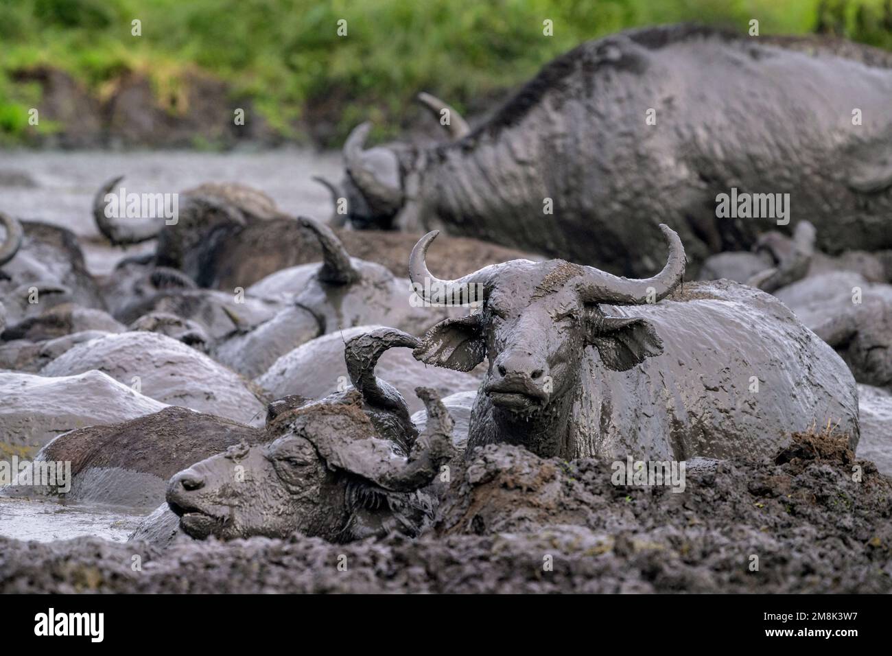 Buffalo wallow hi-res stock photography and images - Alamy