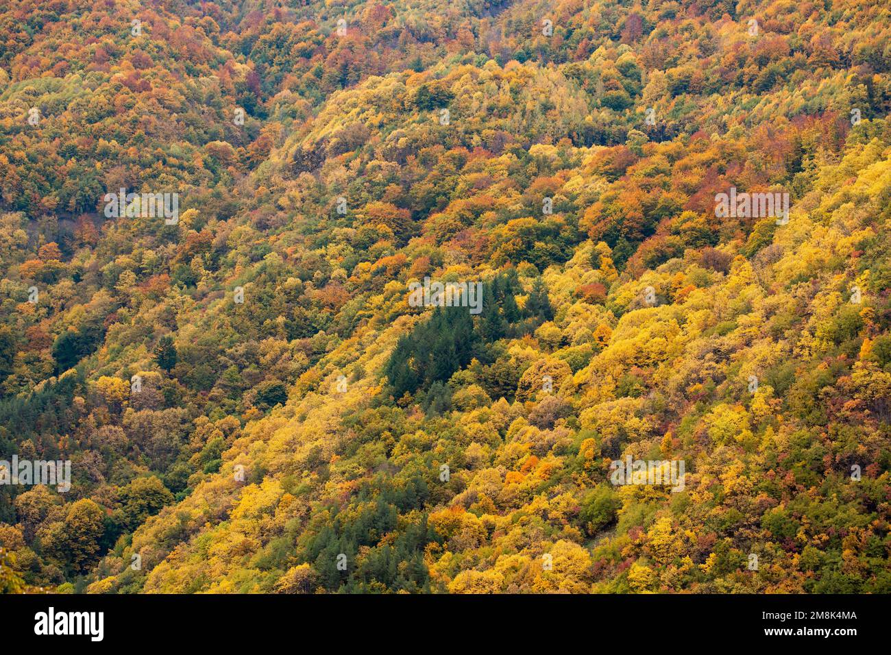 A beautiful view of the colorful autumn trees in a forest Stock Photo ...