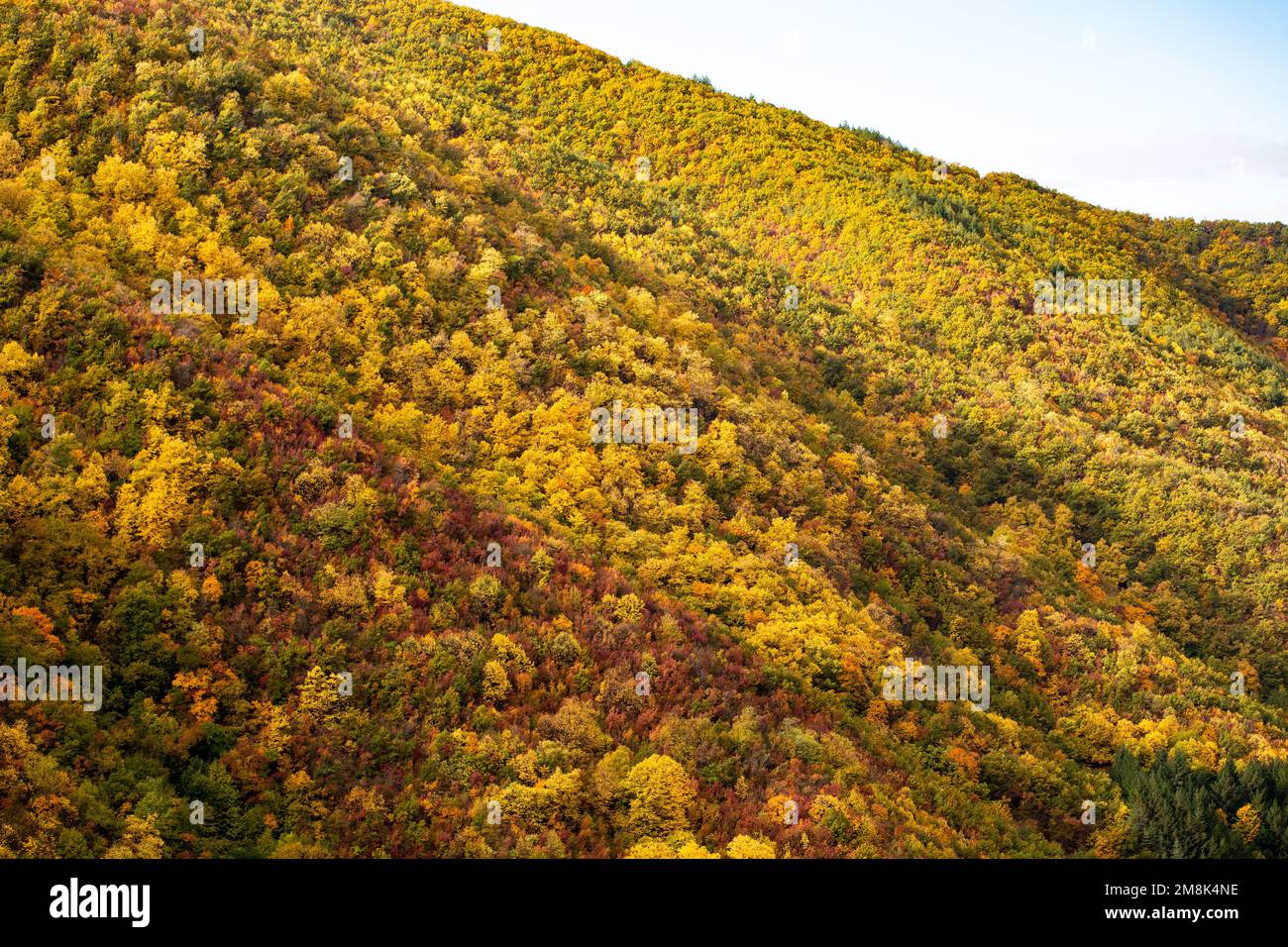 A beautiful view of the colorful autumn trees in a forest Stock Photo ...
