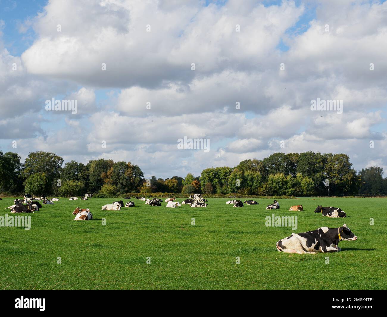 A beautiful shot of cows sitting in the field on a sunny day Stock ...