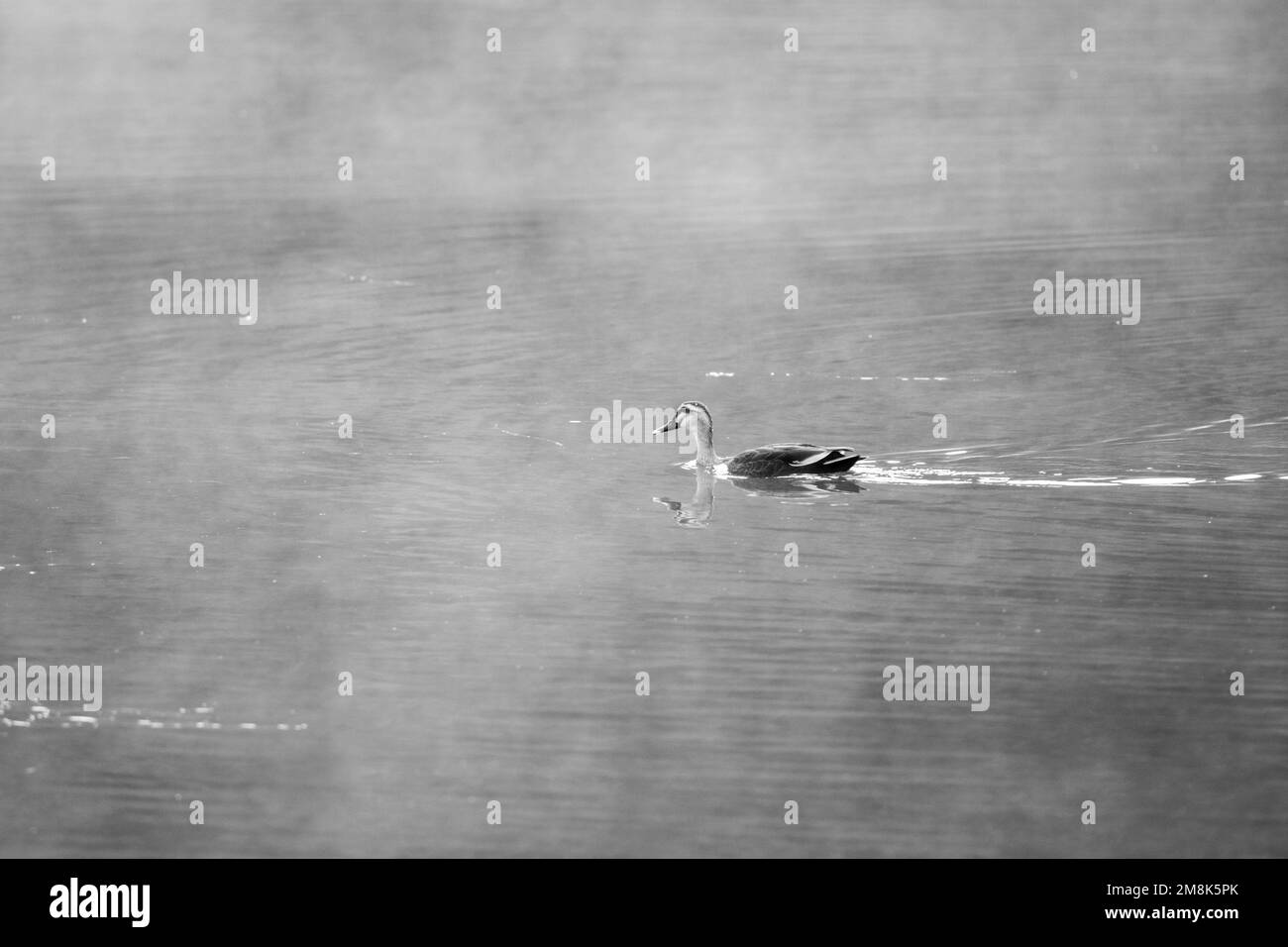 An image of a swan swimming in the water covered by fog in black and ...