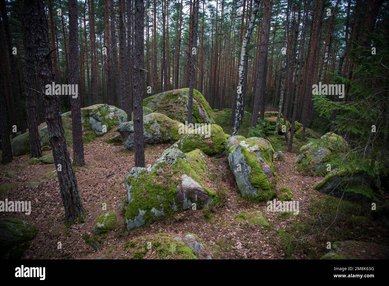Granite stones in the forest - hiking in the Waldviertel, Austria Stock Photo