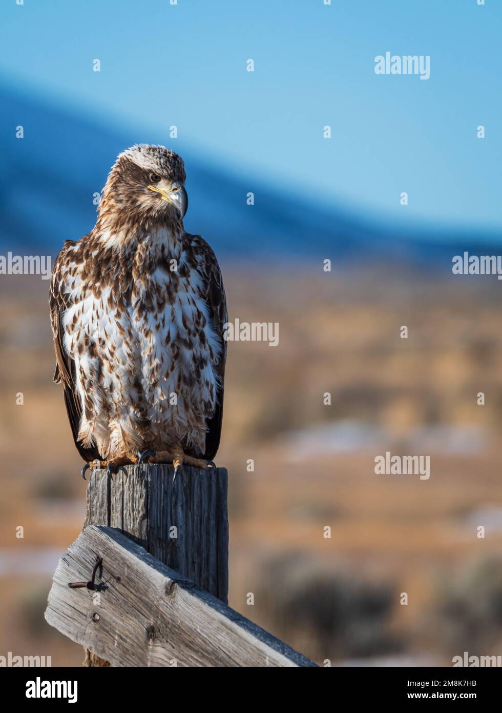 A juvenile Bald Eagle sit on a fence post near Lamoille Canyon Nevada Stock Photo