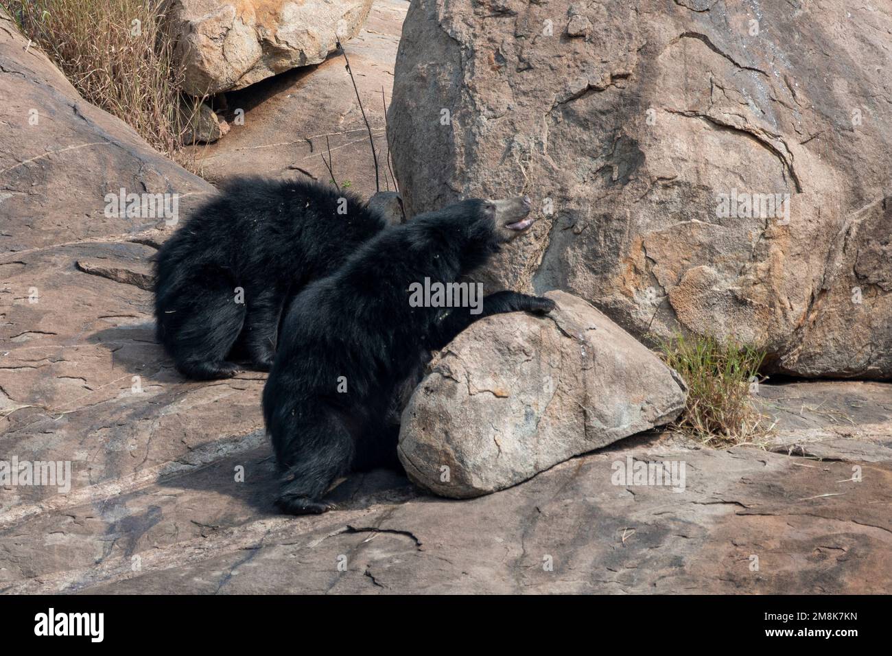 Sloth bear or Melursus ursinus feeding at the Slot Bear sanctuary near