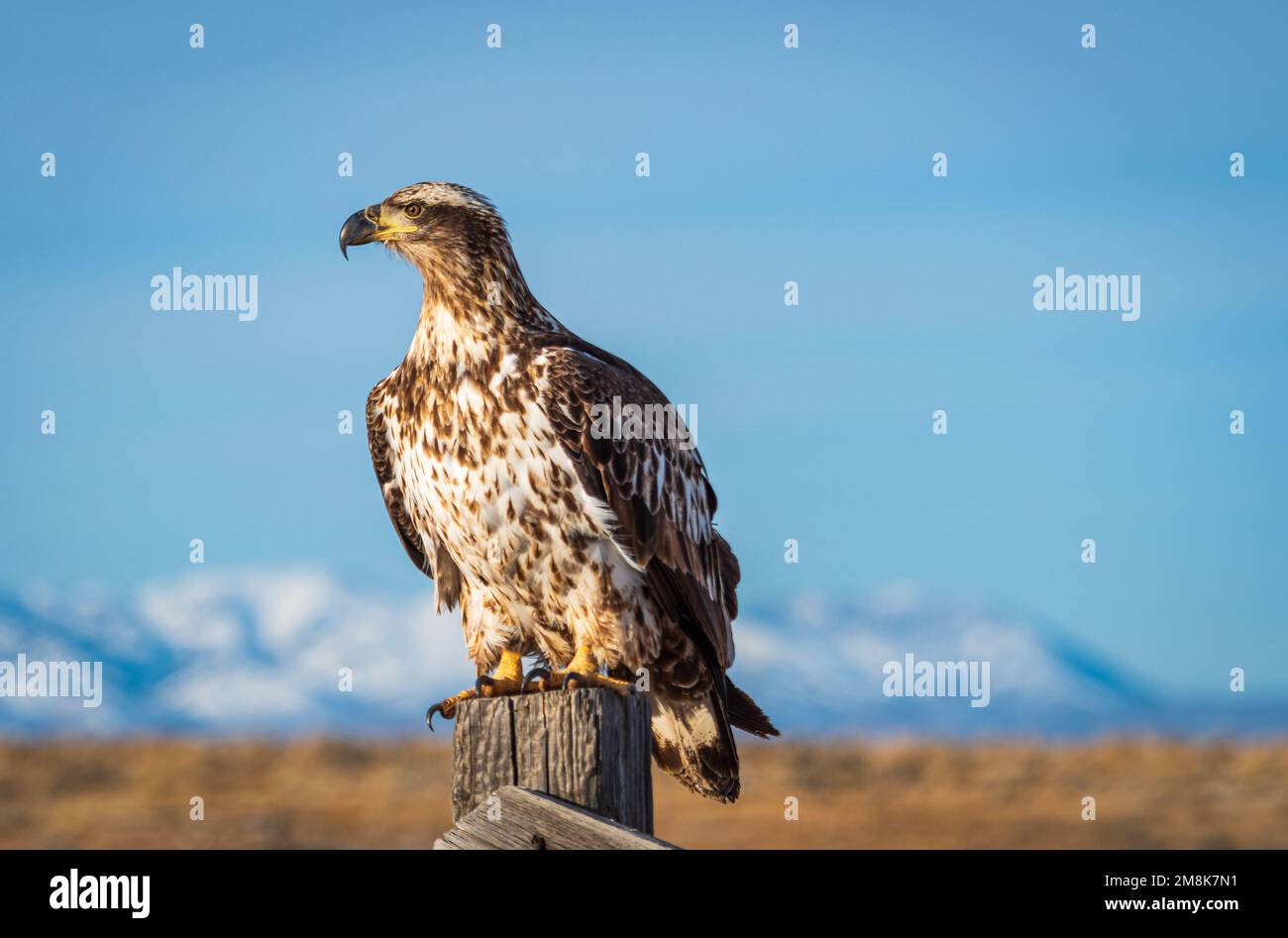 A juvenile Bald Eagle sit on a fence post near Lamoille Canyon Nevada Stock Photo