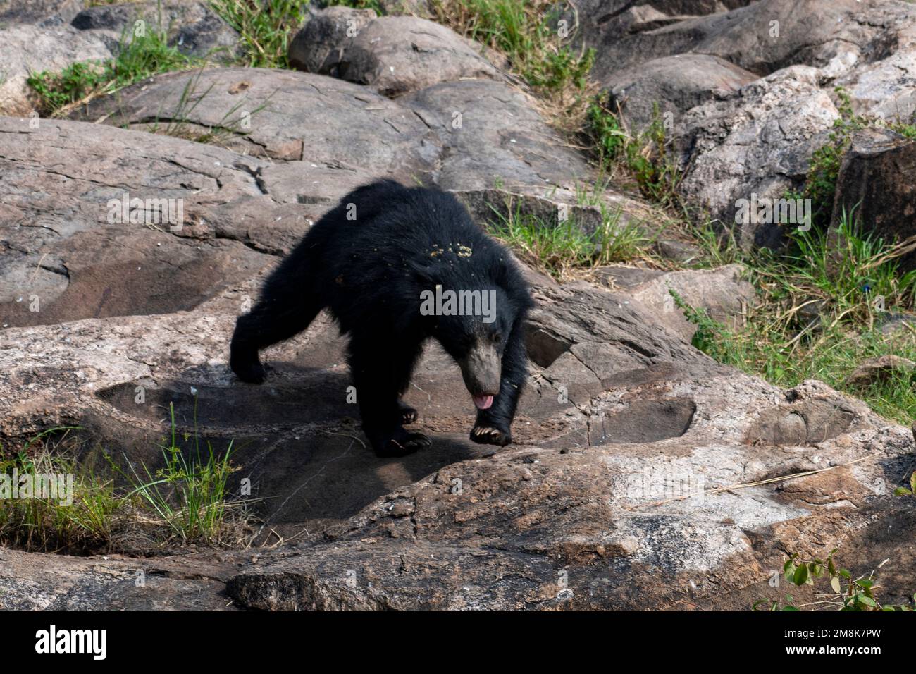 Sloth bear or Melursus ursinus feeding at the Slot Bear sanctuary near