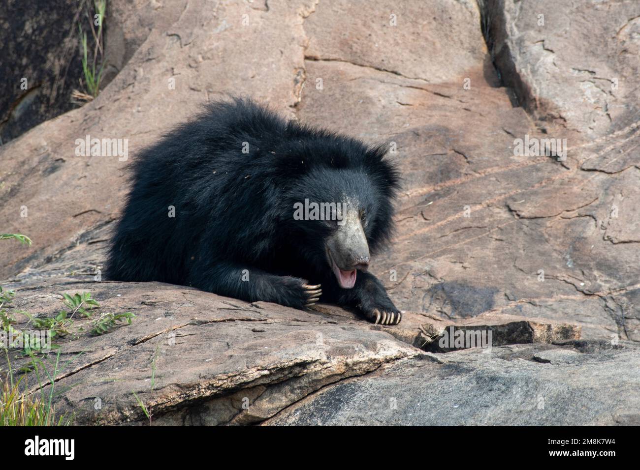 Sloth Bear Or Melursus Ursinus Feeding At Slot Bear Sanctuary In India ...