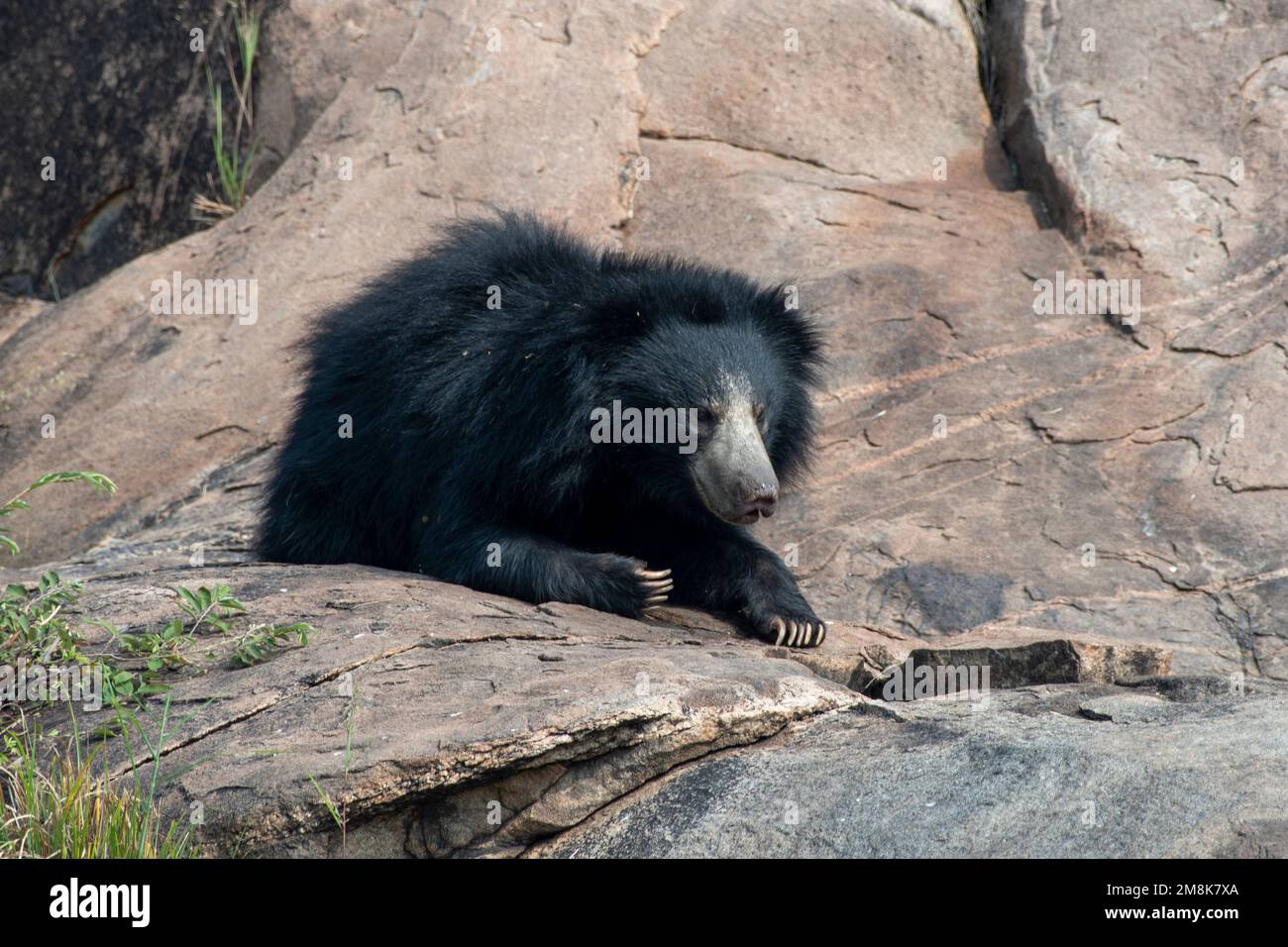 Sloth bear or Melursus ursinus feeding at Slot Bear sanctuary in India Stock Photo