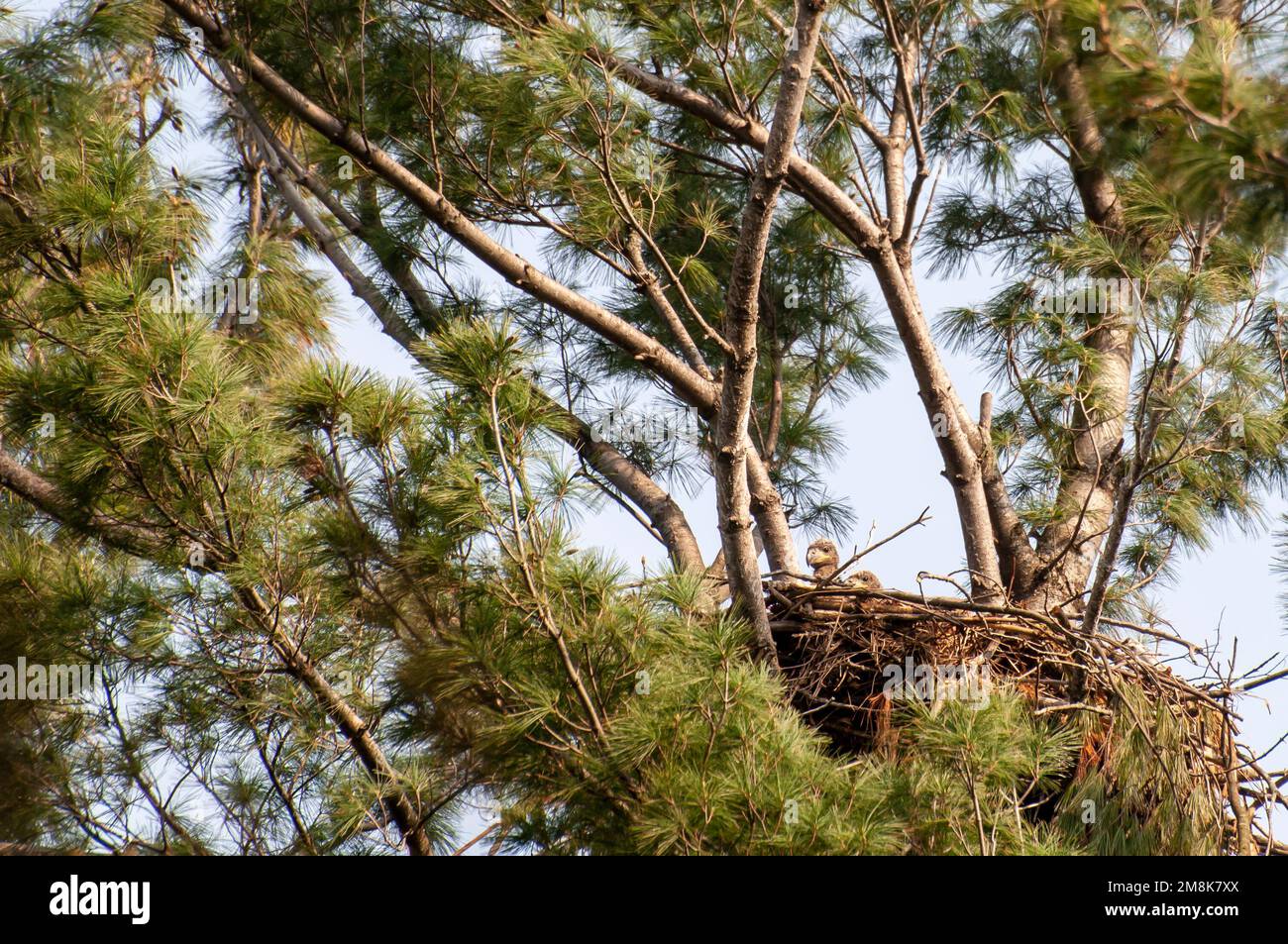 Vadnais Heights,  Minnesota.  A pair of Bald Eagle chicks  Haliaeetus leucocephalus looking out of their nest. Stock Photo
