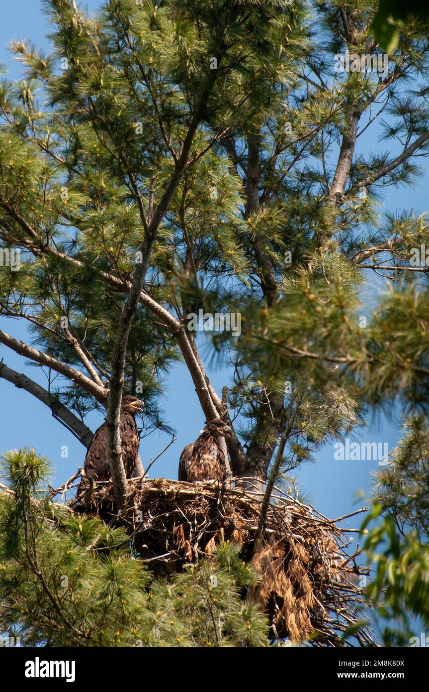 Vadnais Heights,  Minnesota.  A pair Bald Eagle chicks, Haliaeetus leucocephalus looking out of their nest. Stock Photo