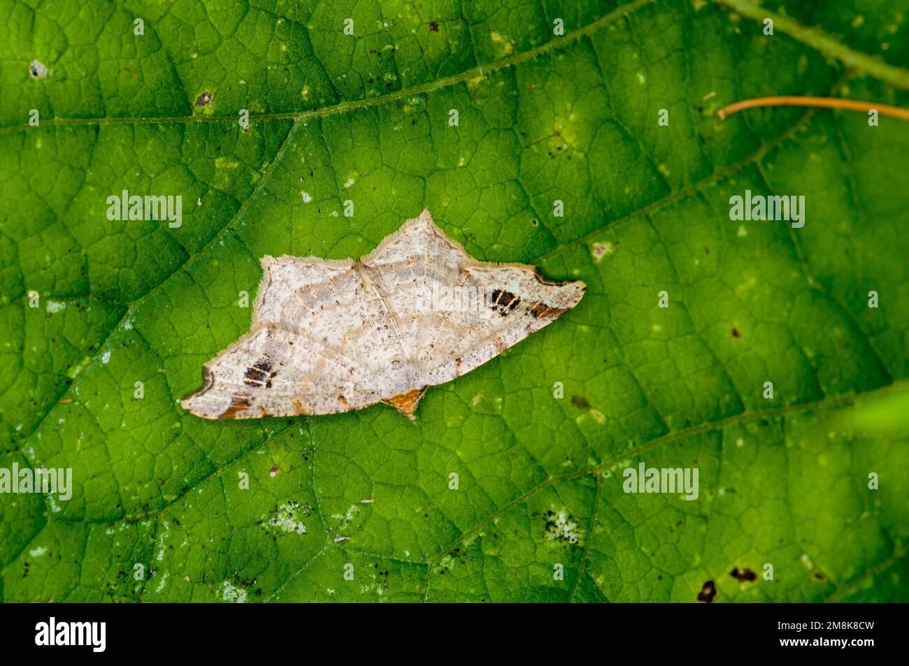 Vadnais Heights, Minnesota. John H. Allison Forest.  Common Angle moth, Macaria aemulataria resting on green leaf. Stock Photo