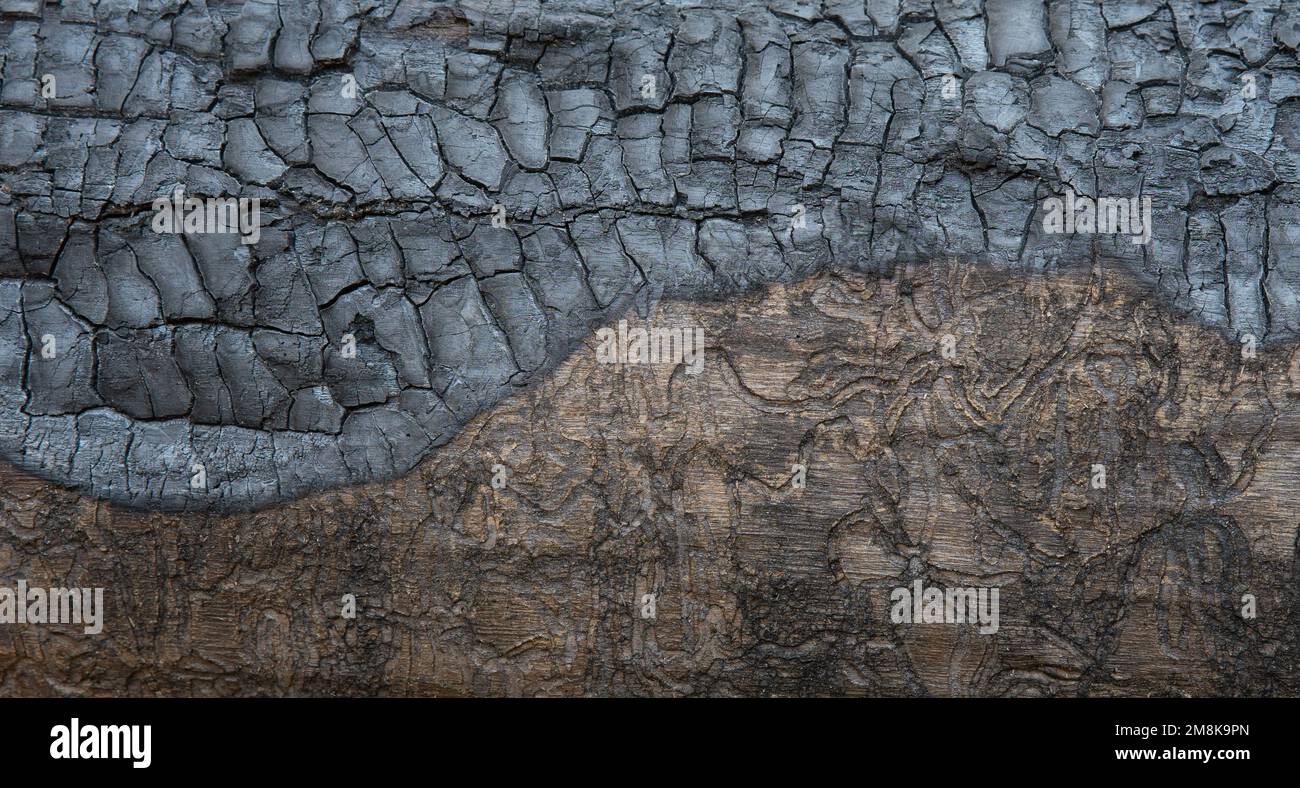 Partially charred chipping wood background Stock Photo