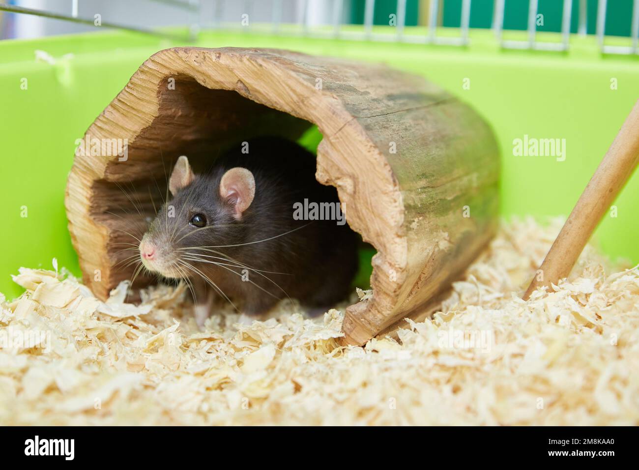 Domestic rat in a wooden house close-up. Stock Photo