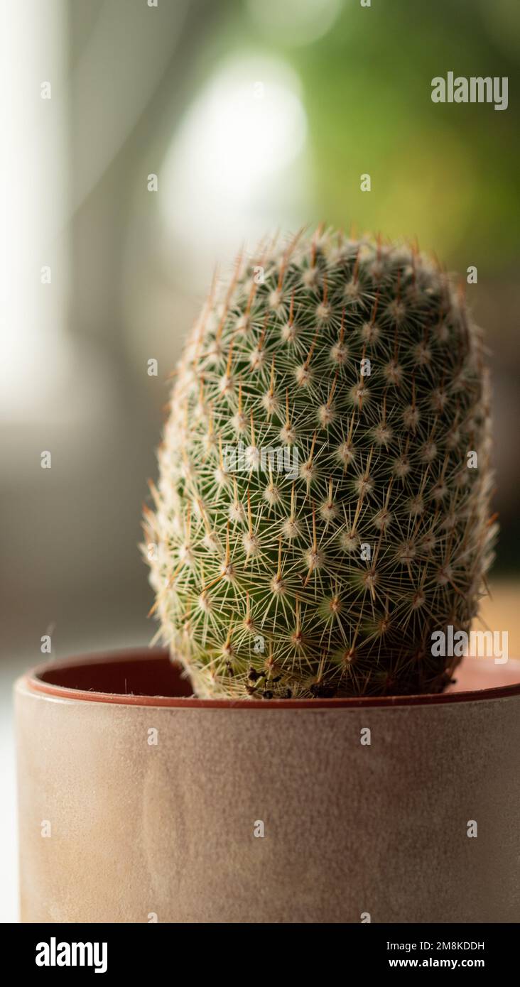 Cactus and succulents hi-res stock photography and images - Alamy