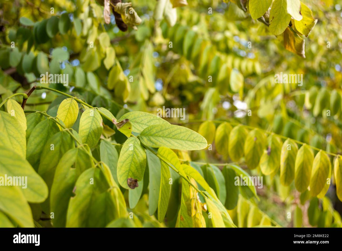 Acacia Leaves Turning Yellow